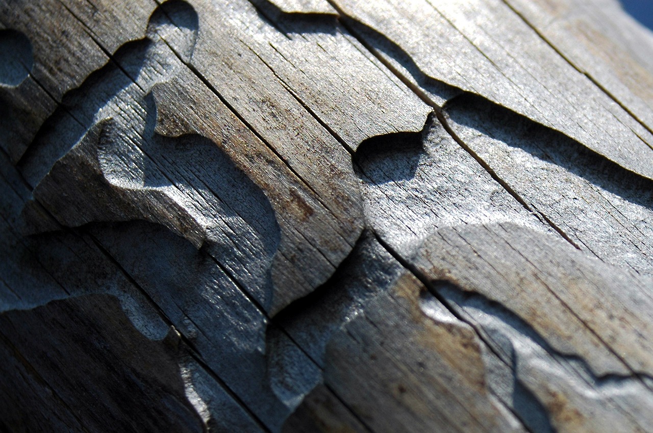 Как правильно бороться с вредителями, которые разрушают древесину?
